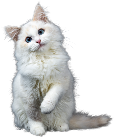 Imagem de um gato branco